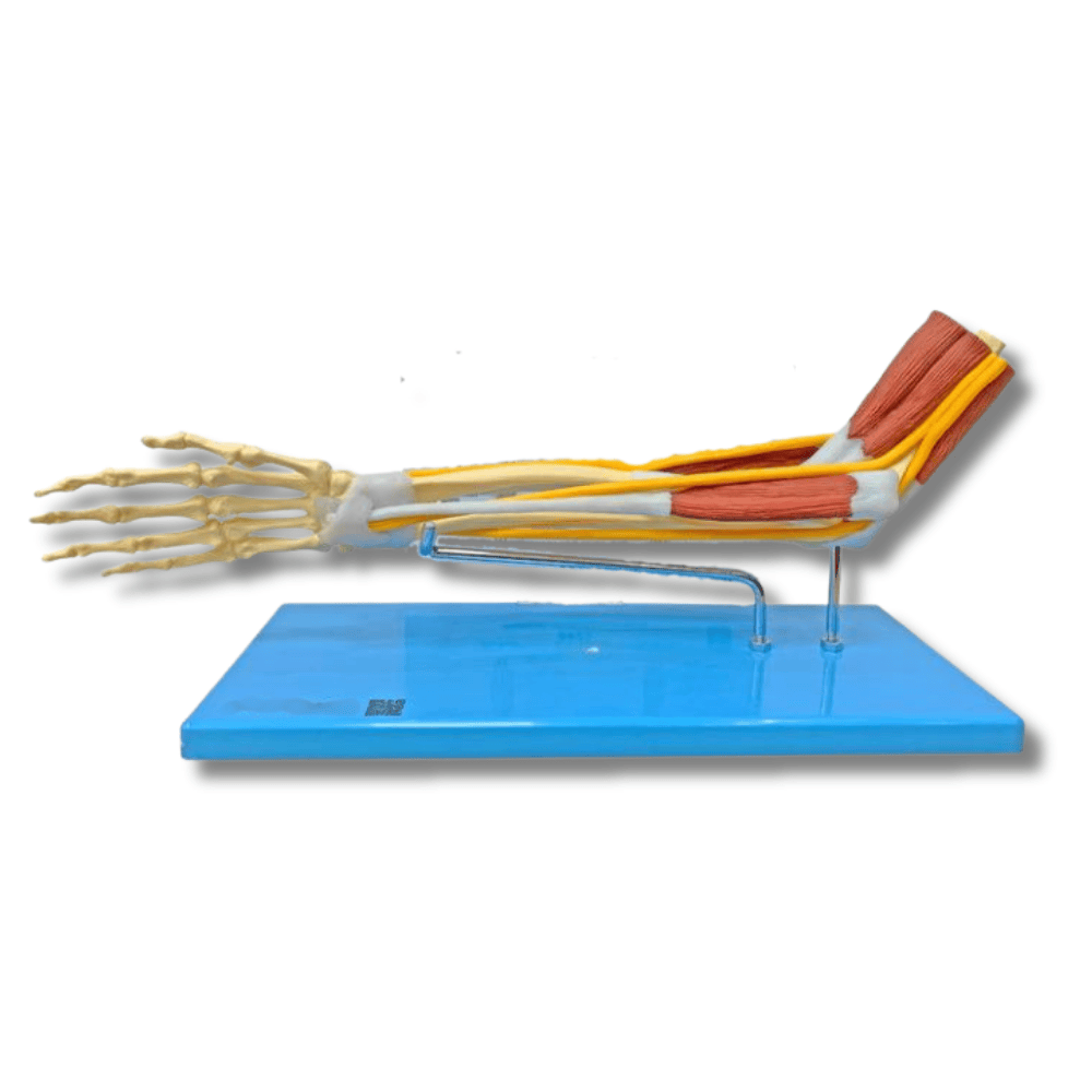 Braço com ossos, músculos, ligamentos e nervos